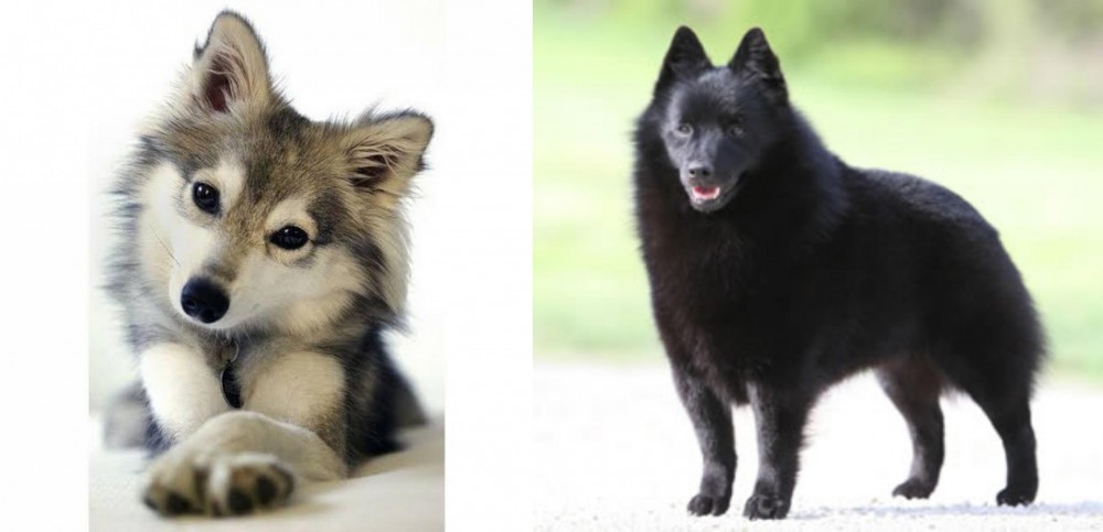 Schipperke vs Miniature Siberian Husky - Breed Comparison