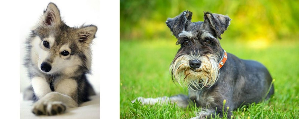 Schnauzer vs Miniature Siberian Husky - Breed Comparison