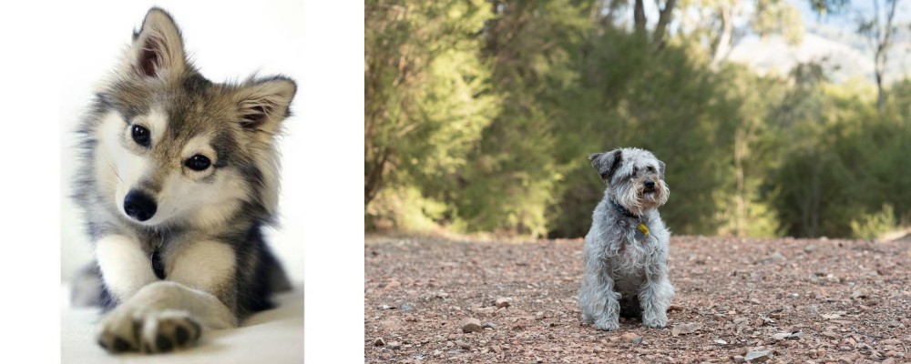 Schnoodle vs Miniature Siberian Husky - Breed Comparison