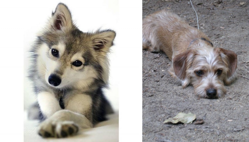 Schweenie vs Miniature Siberian Husky - Breed Comparison