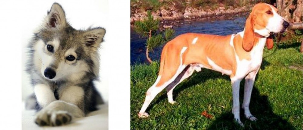 Schweizer Laufhund vs Miniature Siberian Husky - Breed Comparison