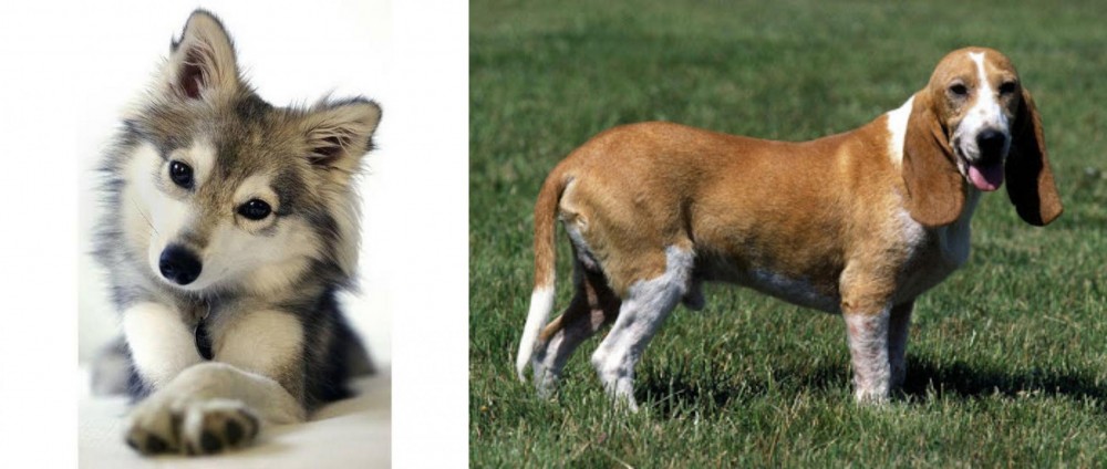 Schweizer Niederlaufhund vs Miniature Siberian Husky - Breed Comparison