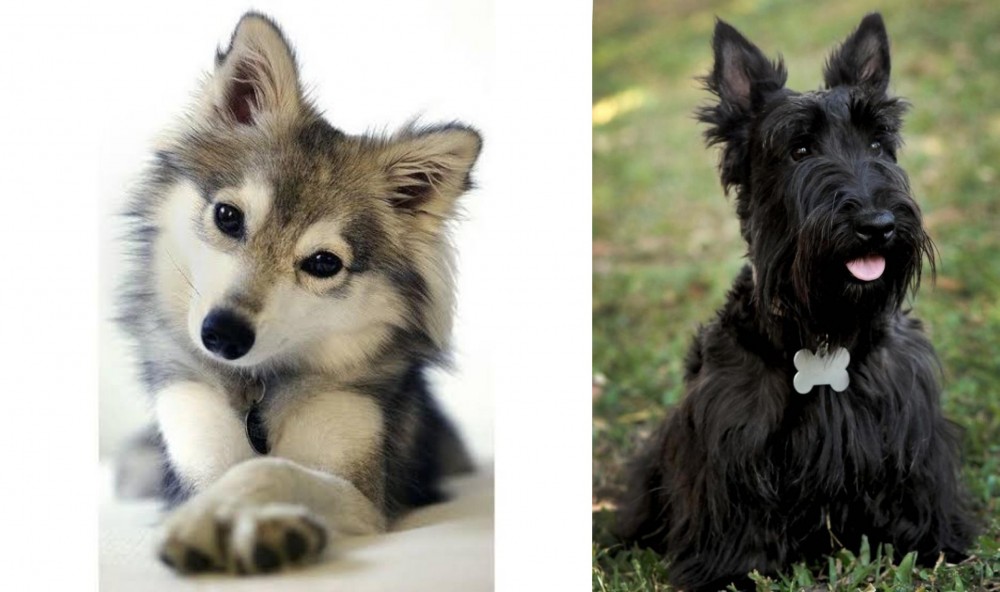 Scoland Terrier vs Miniature Siberian Husky - Breed Comparison