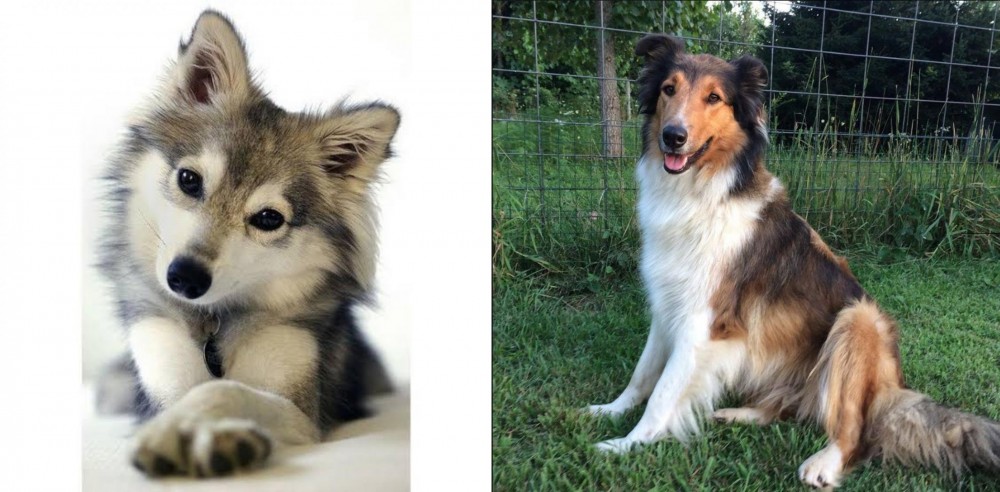 Scotch Collie vs Miniature Siberian Husky - Breed Comparison