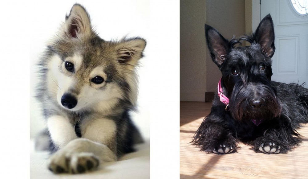 Scottish Terrier vs Miniature Siberian Husky - Breed Comparison
