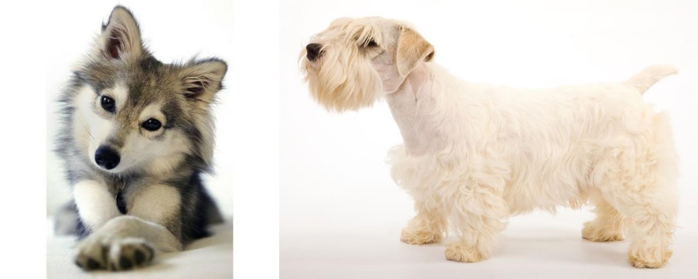 Sealyham Terrier vs Miniature Siberian Husky - Breed Comparison