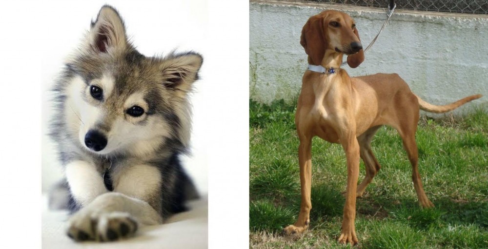 Segugio Italiano vs Miniature Siberian Husky - Breed Comparison