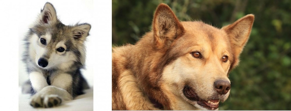 Seppala Siberian Sleddog vs Miniature Siberian Husky - Breed Comparison