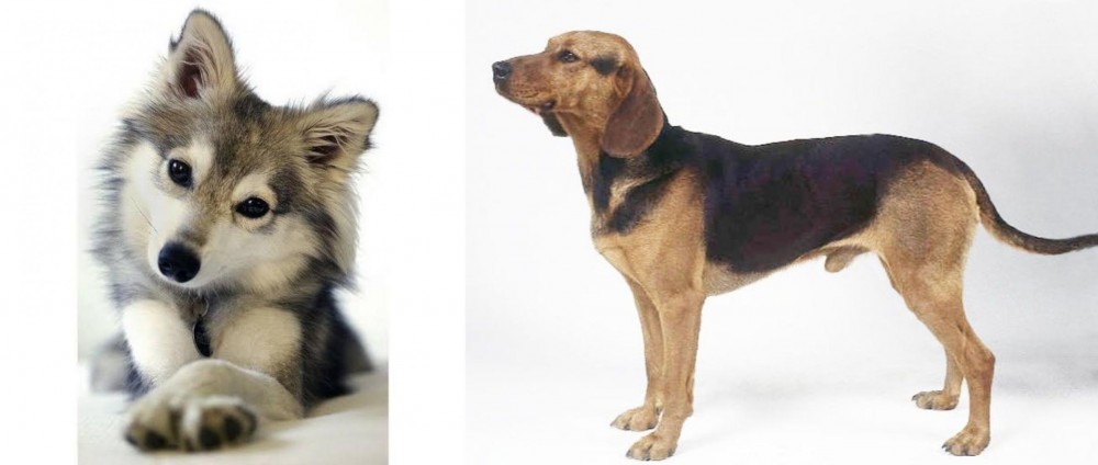 Serbian Hound vs Miniature Siberian Husky - Breed Comparison