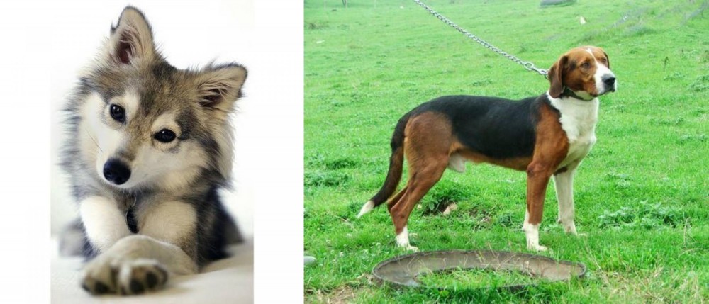 Serbian Tricolour Hound vs Miniature Siberian Husky - Breed Comparison