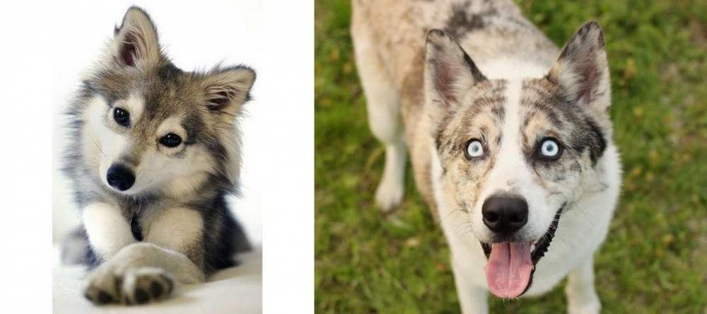 Shepherd Husky vs Miniature Siberian Husky - Breed Comparison