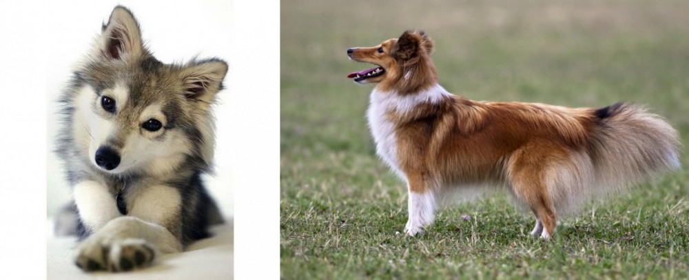 Shetland Sheepdog vs Miniature Siberian Husky - Breed Comparison