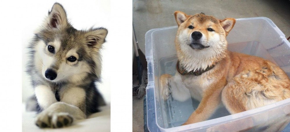 Shiba Inu vs Miniature Siberian Husky - Breed Comparison