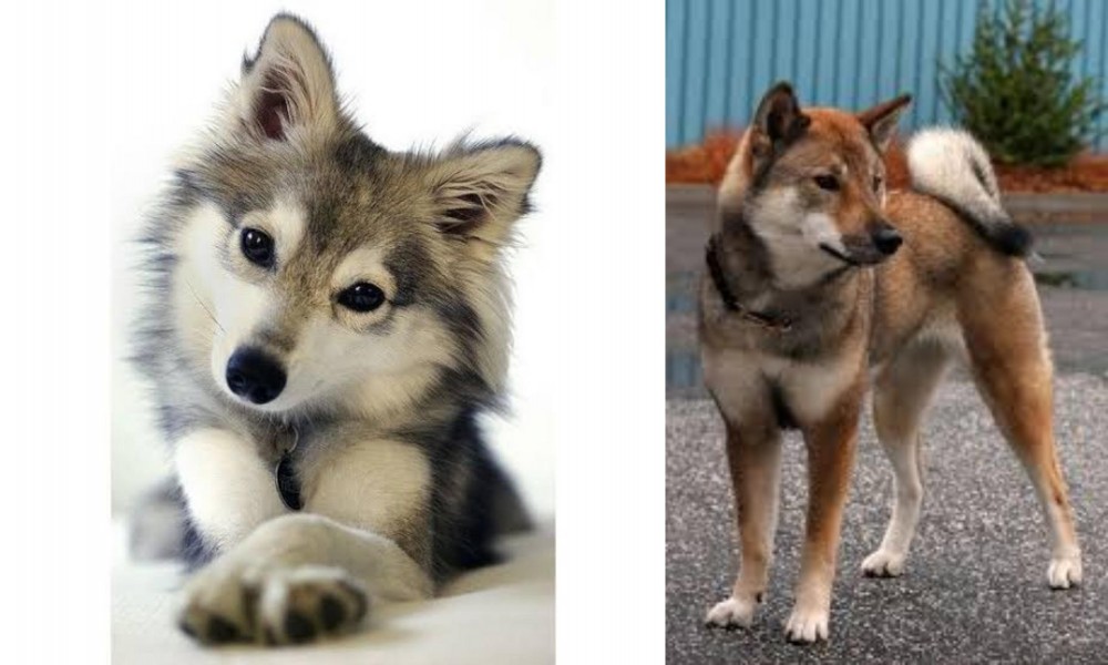 Shikoku vs Miniature Siberian Husky - Breed Comparison