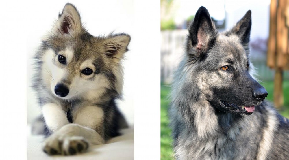 Shiloh Shepherd vs Miniature Siberian Husky - Breed Comparison