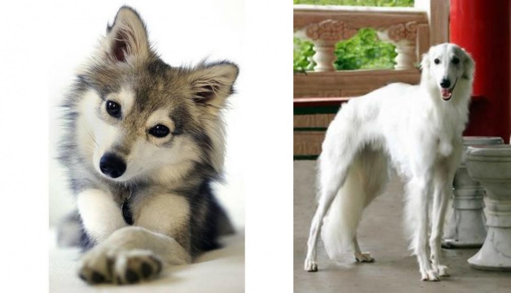Silken Windhound vs Miniature Siberian Husky - Breed Comparison