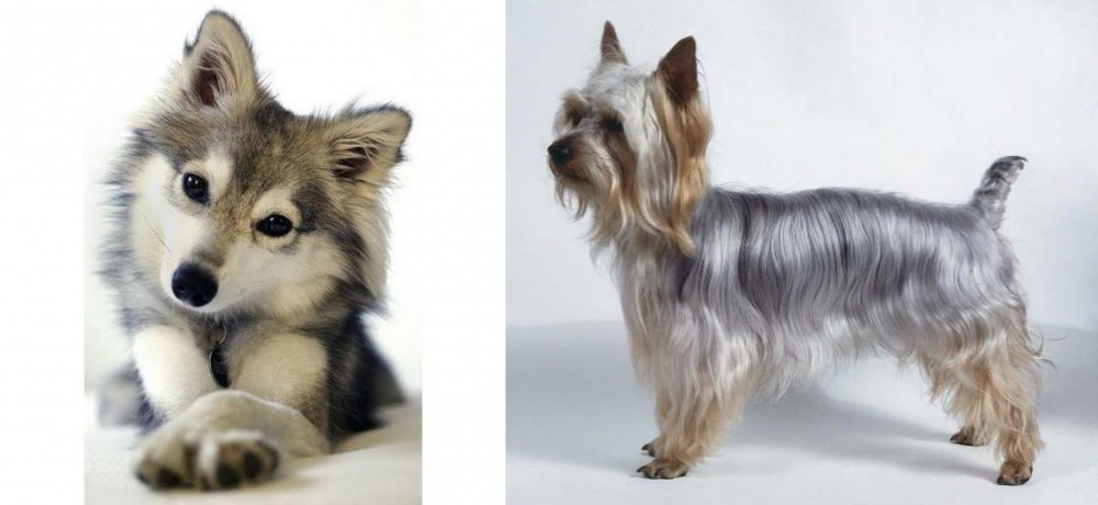 Silky Terrier vs Miniature Siberian Husky - Breed Comparison