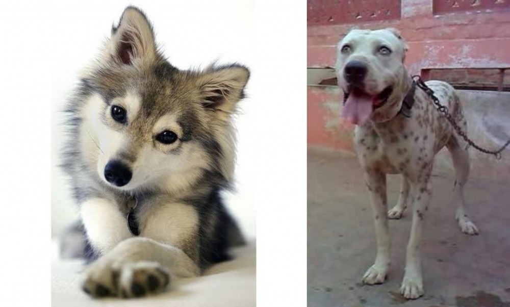 Sindh Mastiff vs Miniature Siberian Husky - Breed Comparison
