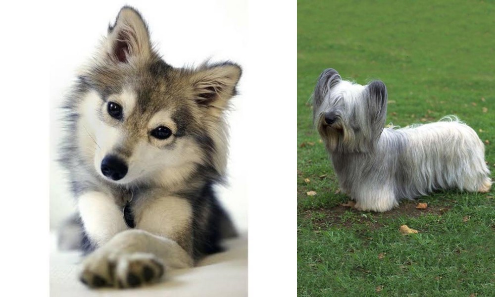 Skye Terrier vs Miniature Siberian Husky - Breed Comparison