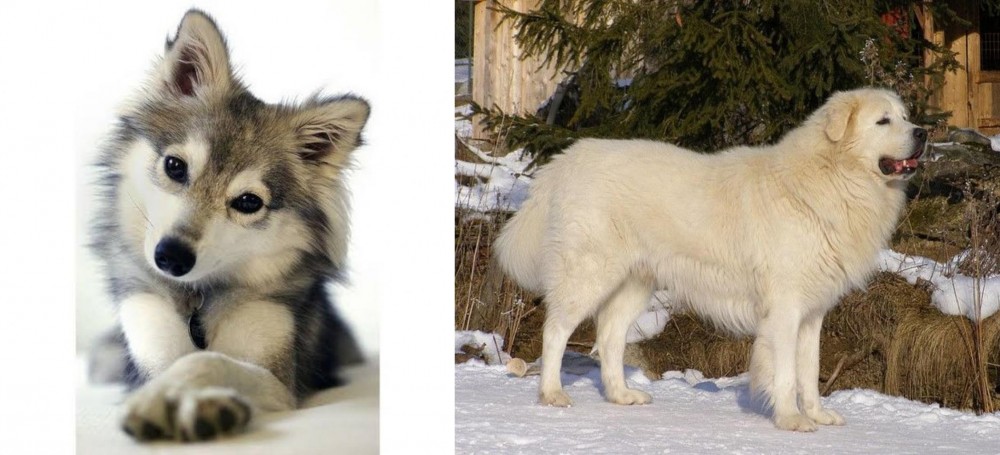 Slovak Cuvac vs Miniature Siberian Husky - Breed Comparison