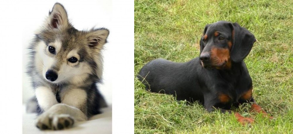 Slovakian Hound vs Miniature Siberian Husky - Breed Comparison