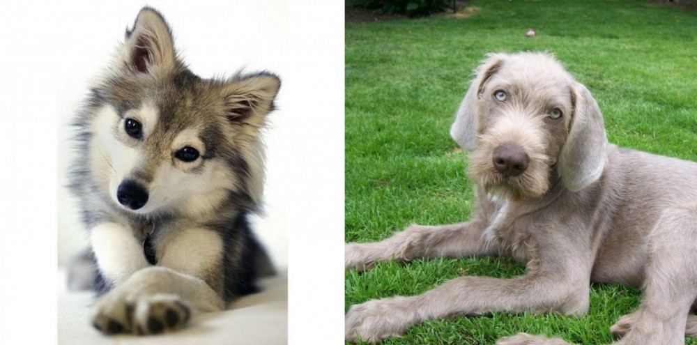 Slovakian Rough Haired Pointer vs Miniature Siberian Husky - Breed Comparison