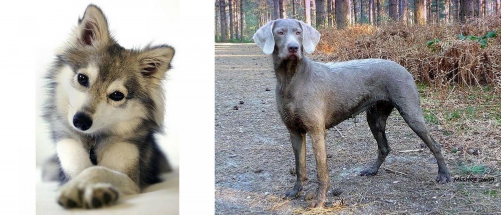 Slovensky Hrubosrsty Stavac vs Miniature Siberian Husky - Breed Comparison