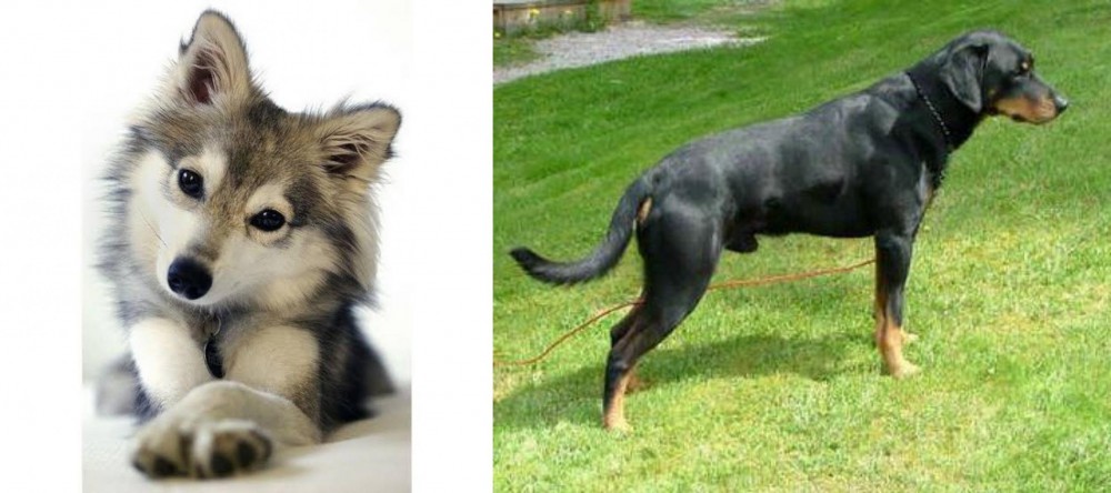 Smalandsstovare vs Miniature Siberian Husky - Breed Comparison