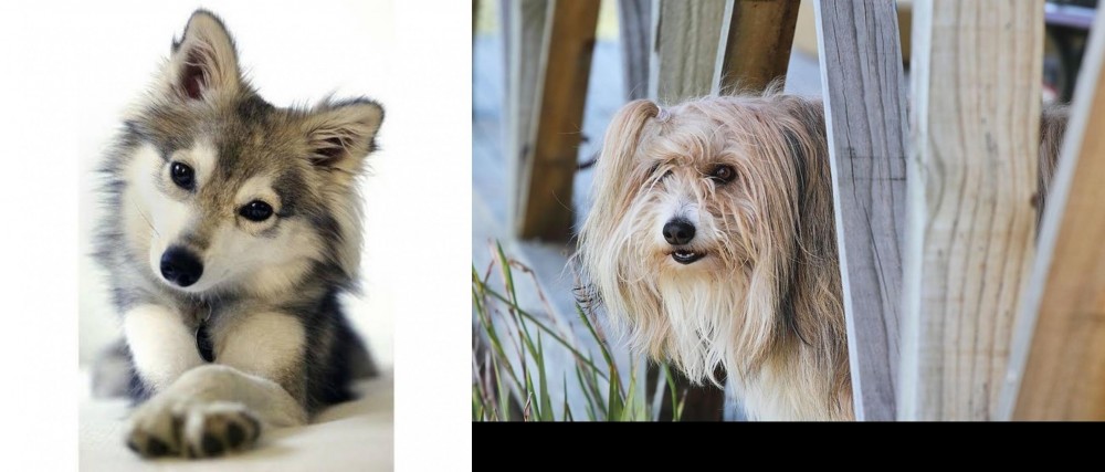 Smithfield vs Miniature Siberian Husky - Breed Comparison