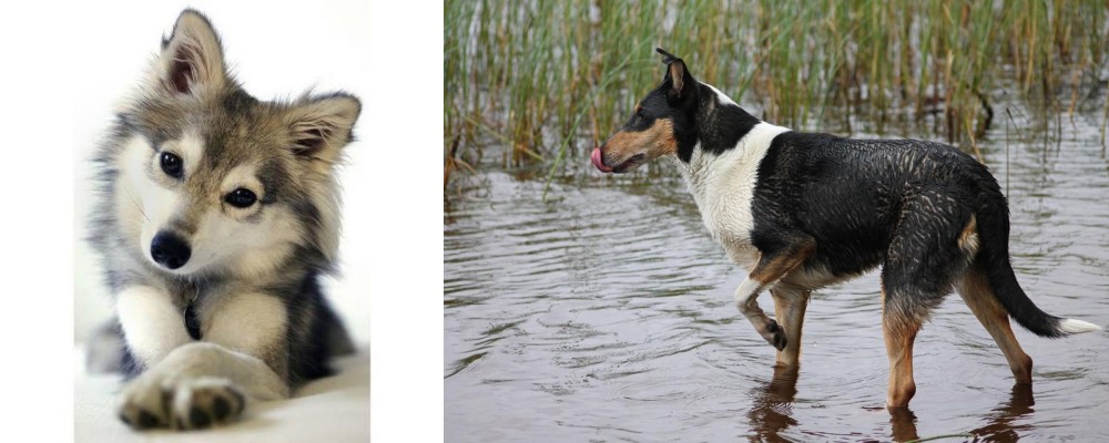 Smooth Collie vs Miniature Siberian Husky - Breed Comparison