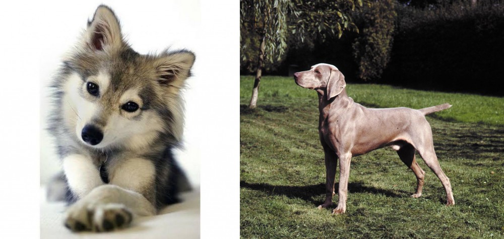 Smooth Haired Weimaraner vs Miniature Siberian Husky - Breed Comparison