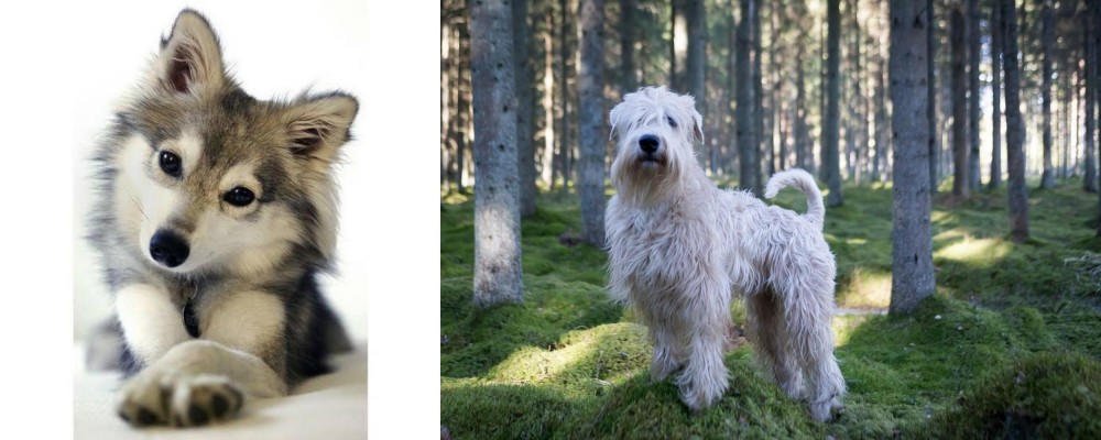 Soft-Coated Wheaten Terrier vs Miniature Siberian Husky - Breed Comparison