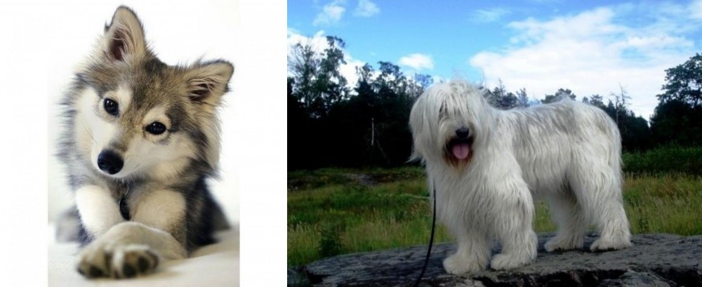 South Russian Ovcharka vs Miniature Siberian Husky - Breed Comparison