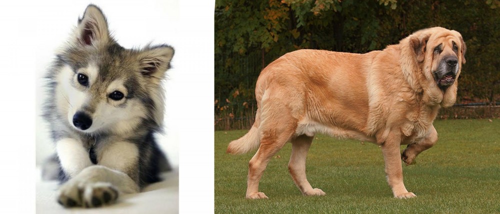 Spanish Mastiff vs Miniature Siberian Husky - Breed Comparison