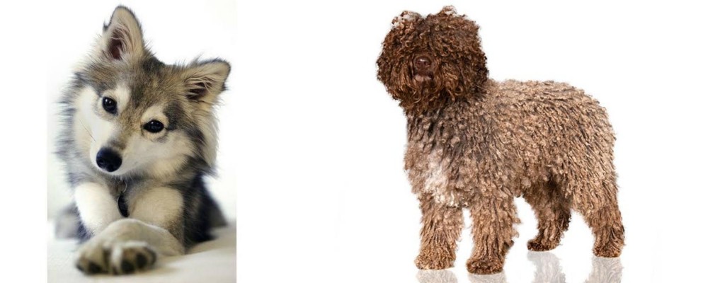 Spanish Water Dog vs Miniature Siberian Husky - Breed Comparison