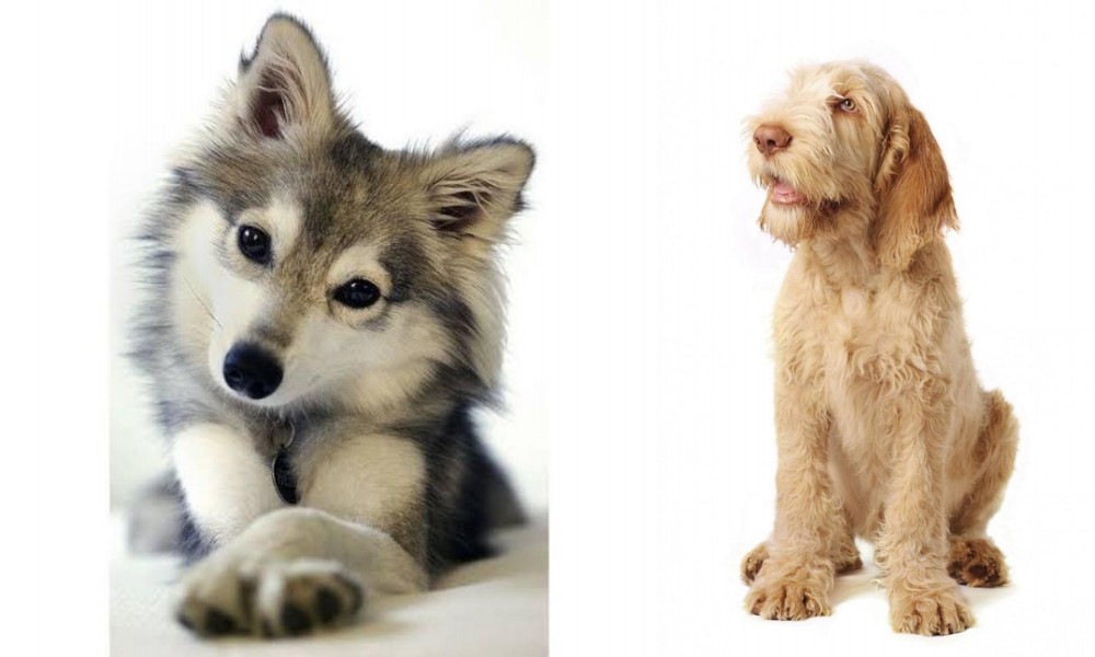 Spinone Italiano vs Miniature Siberian Husky - Breed Comparison