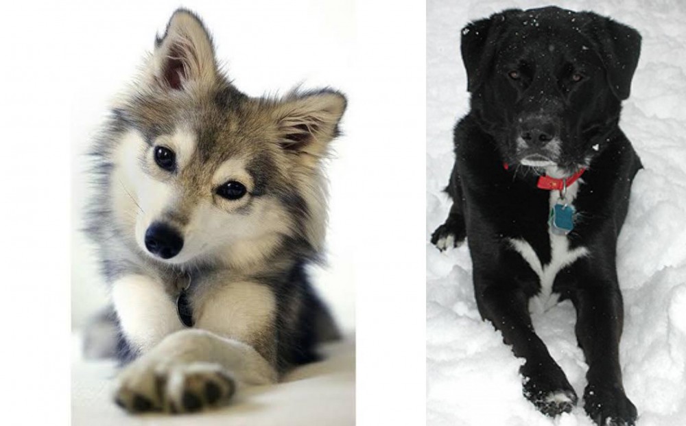 St. John's Water Dog vs Miniature Siberian Husky - Breed Comparison