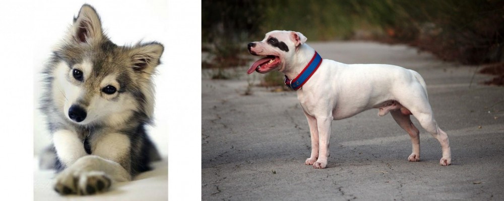 Staffordshire Bull Terrier vs Miniature Siberian Husky - Breed Comparison