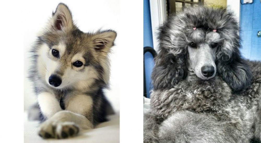 Standard Poodle vs Miniature Siberian Husky - Breed Comparison