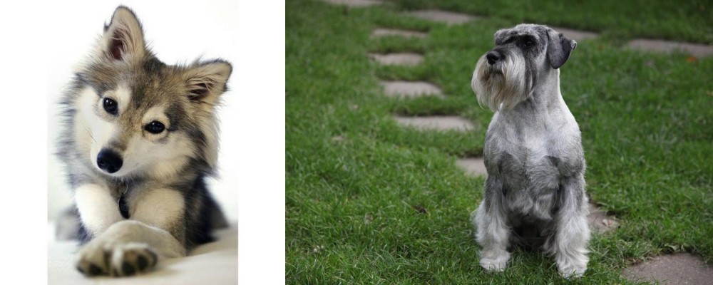 Standard Schnauzer vs Miniature Siberian Husky - Breed Comparison