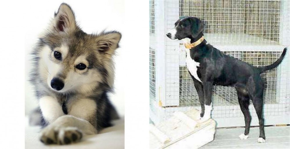 Stephens Stock vs Miniature Siberian Husky - Breed Comparison