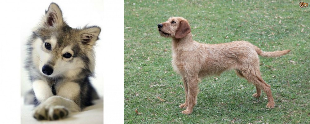 Styrian Coarse Haired Hound vs Miniature Siberian Husky - Breed Comparison
