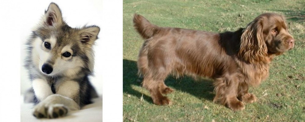 Sussex Spaniel vs Miniature Siberian Husky - Breed Comparison