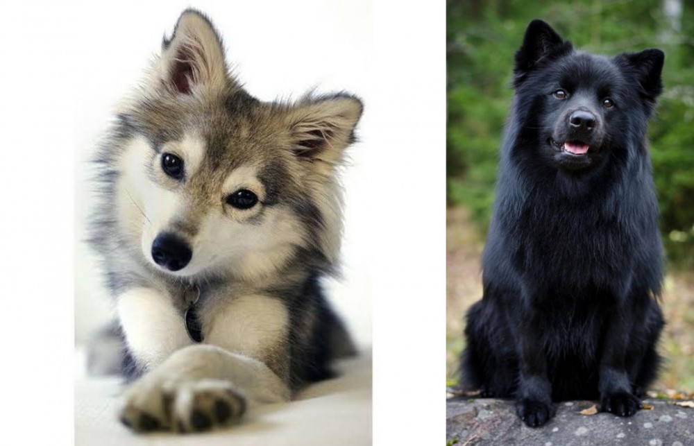 Swedish Lapphund vs Miniature Siberian Husky - Breed Comparison