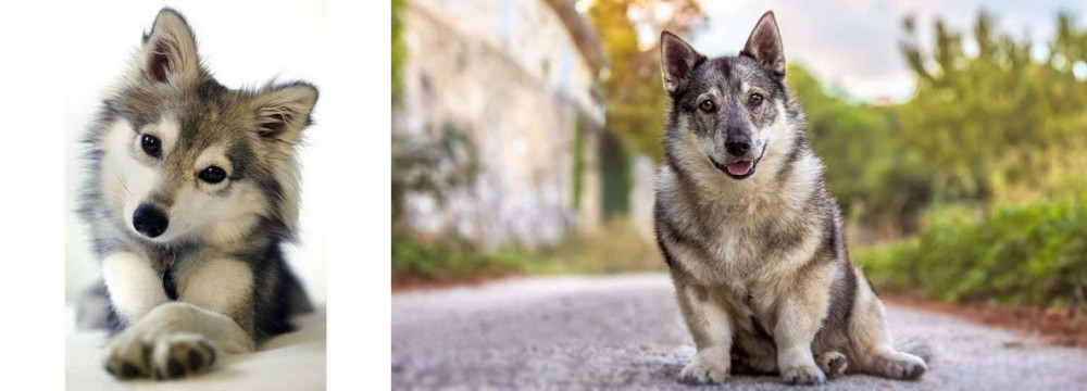 Swedish Vallhund vs Miniature Siberian Husky - Breed Comparison