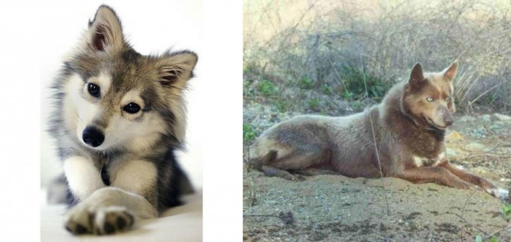 Tahltan Bear Dog vs Miniature Siberian Husky - Breed Comparison