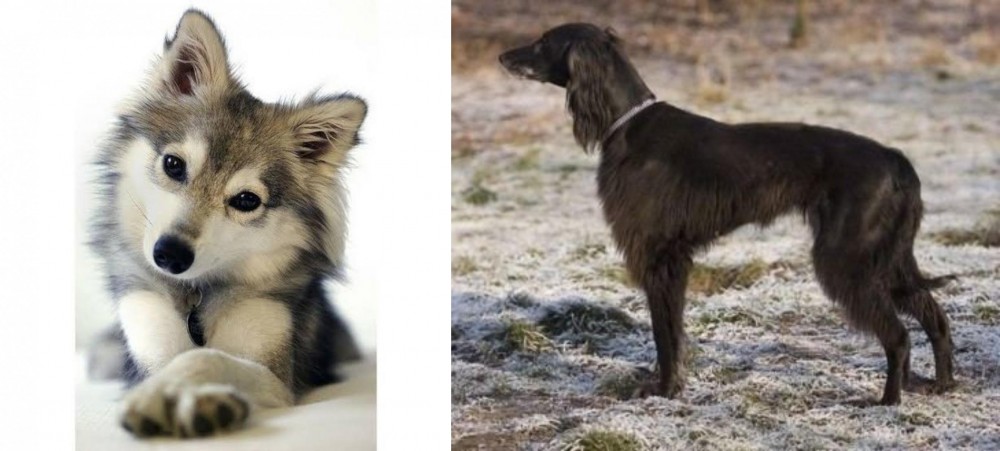 Taigan vs Miniature Siberian Husky - Breed Comparison