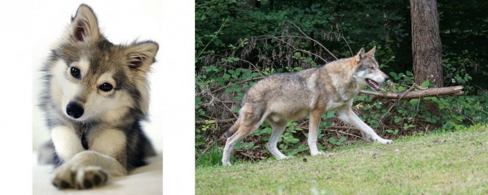 Tamaskan vs Miniature Siberian Husky - Breed Comparison
