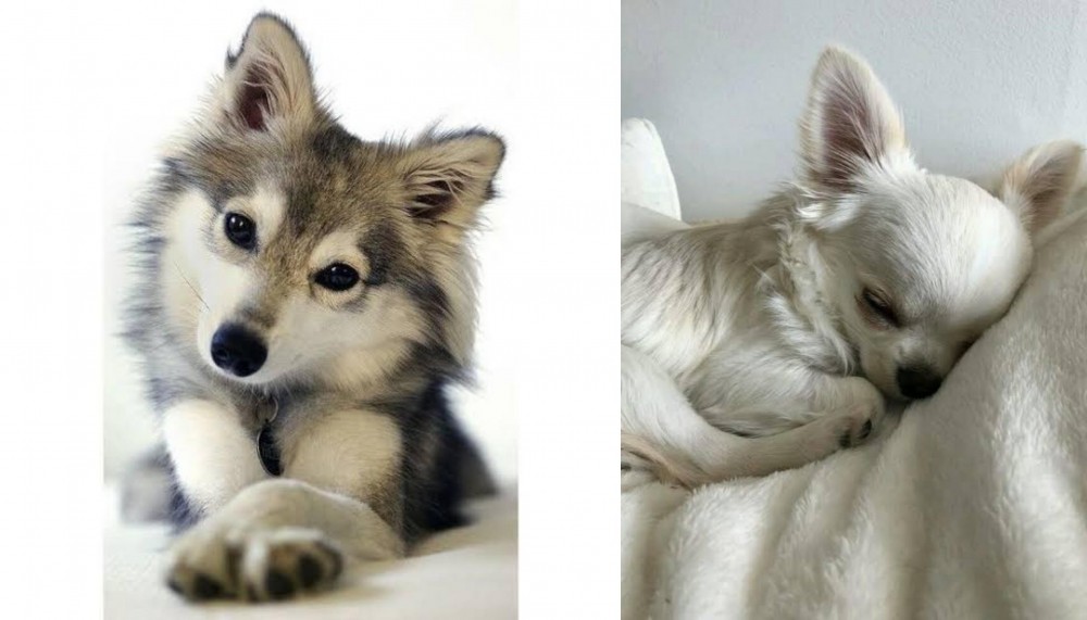 Tea Cup Chihuahua vs Miniature Siberian Husky - Breed Comparison