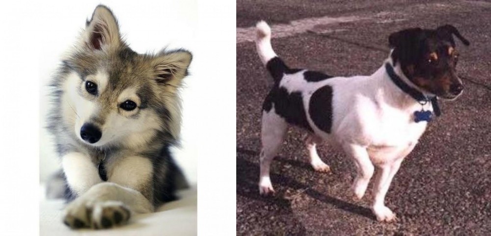 Teddy Roosevelt Terrier vs Miniature Siberian Husky - Breed Comparison